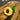 Keche Simple Sunflower