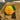 Keche Teddy Bear Sunflower